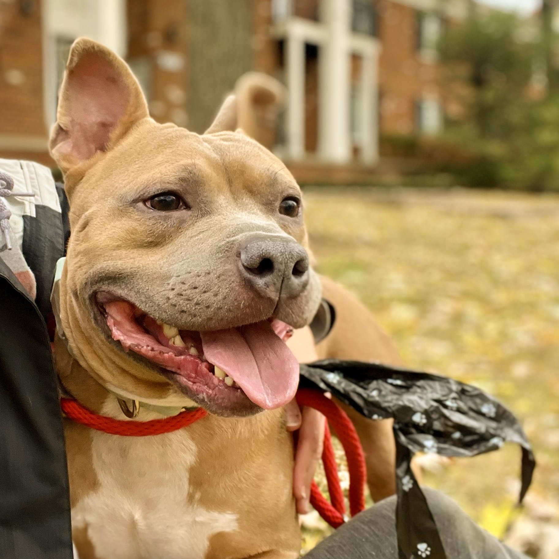 BUDDY- Needs a foster/forever home! — thumbnail 5