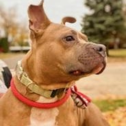 BUDDY- Needs a forever home!