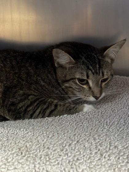 Superbloom, Adoptable, Adult Female Domestic Short Hair & Domestic Short Hair.