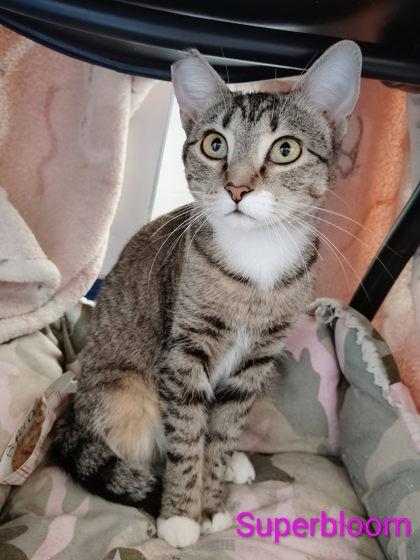Superbloom, Adoptable, Adult Female Domestic Short Hair & Domestic Short Hair.