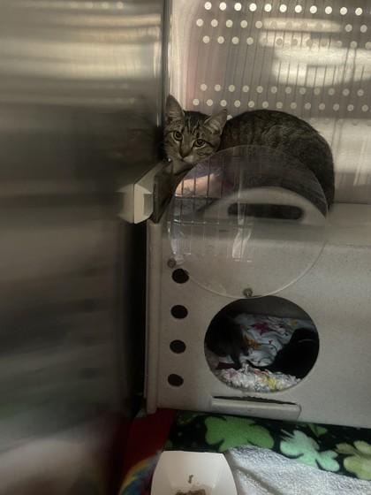 Enlarge Superbloom, a Adoptable mixed breed in Roseville, CA image 2/2
