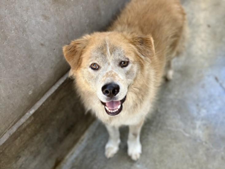 GRU, Adoptable, Adult Male Turkish Kangal.