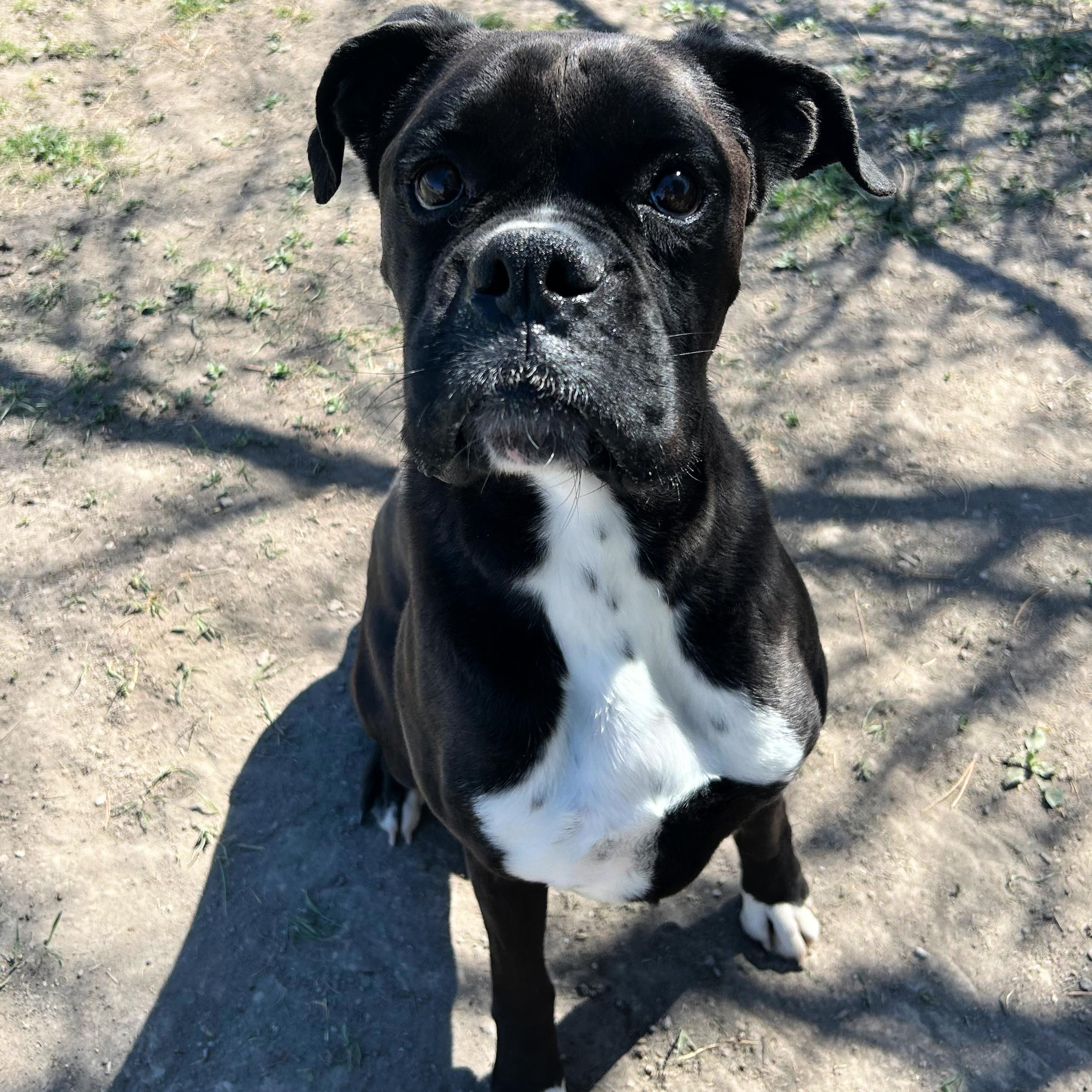 Enlarge Rocky Balboa, a ADOPTABLE Boxer in Lindon, UT image 3/5
