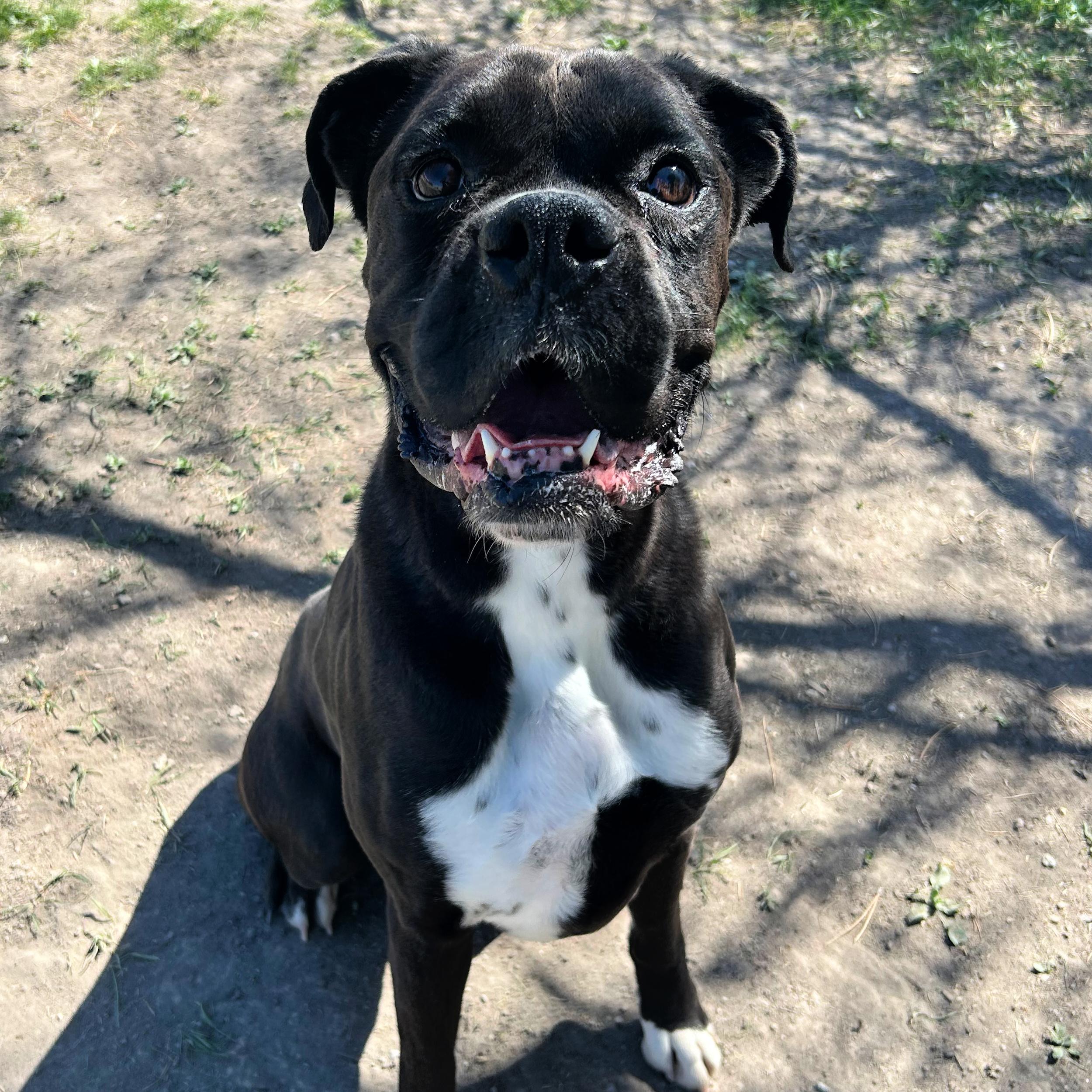 Rocky Balboa, ADOPTABLE, Adult Male Boxer.