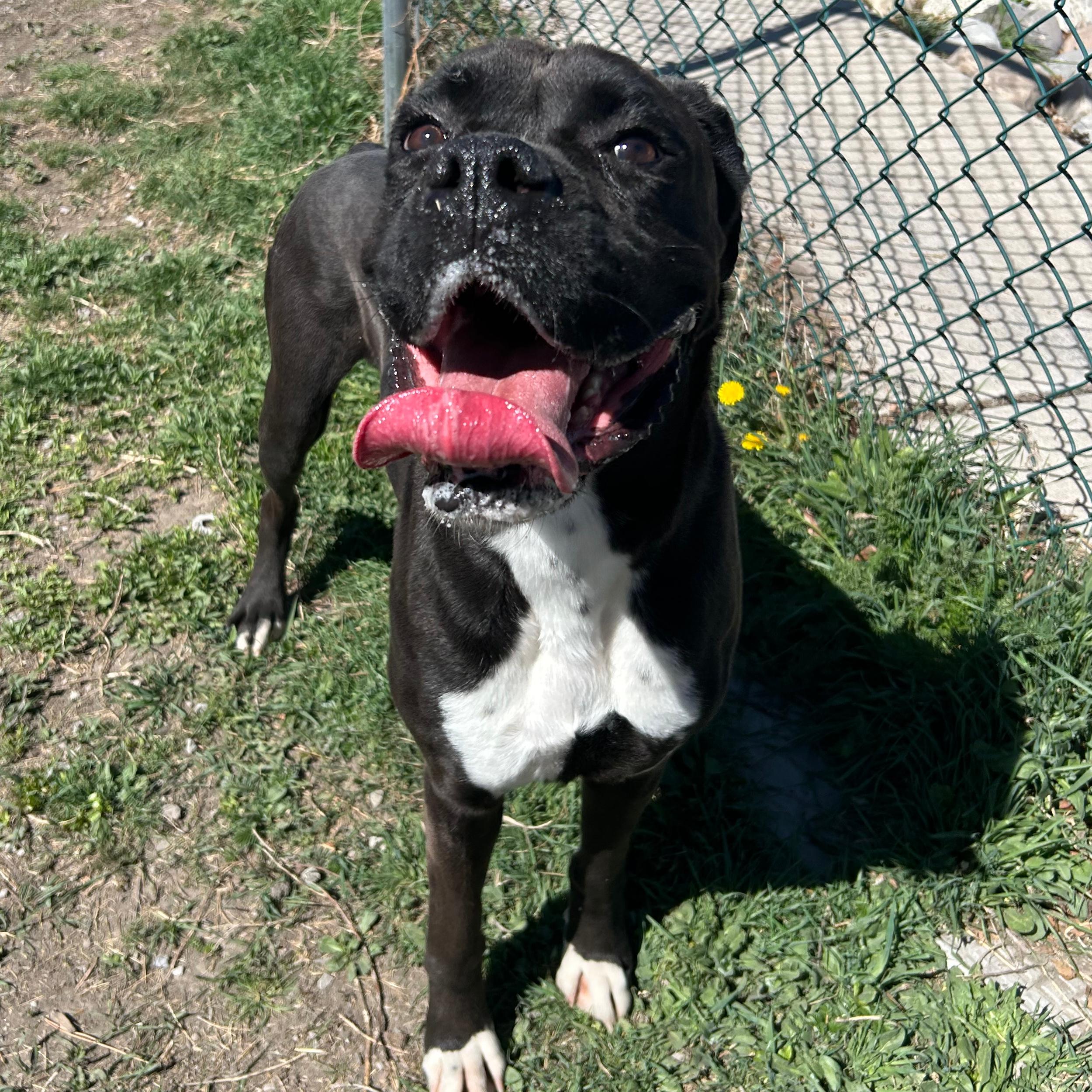 Enlarge Rocky Balboa, a ADOPTABLE Boxer in Lindon, UT image 2/5