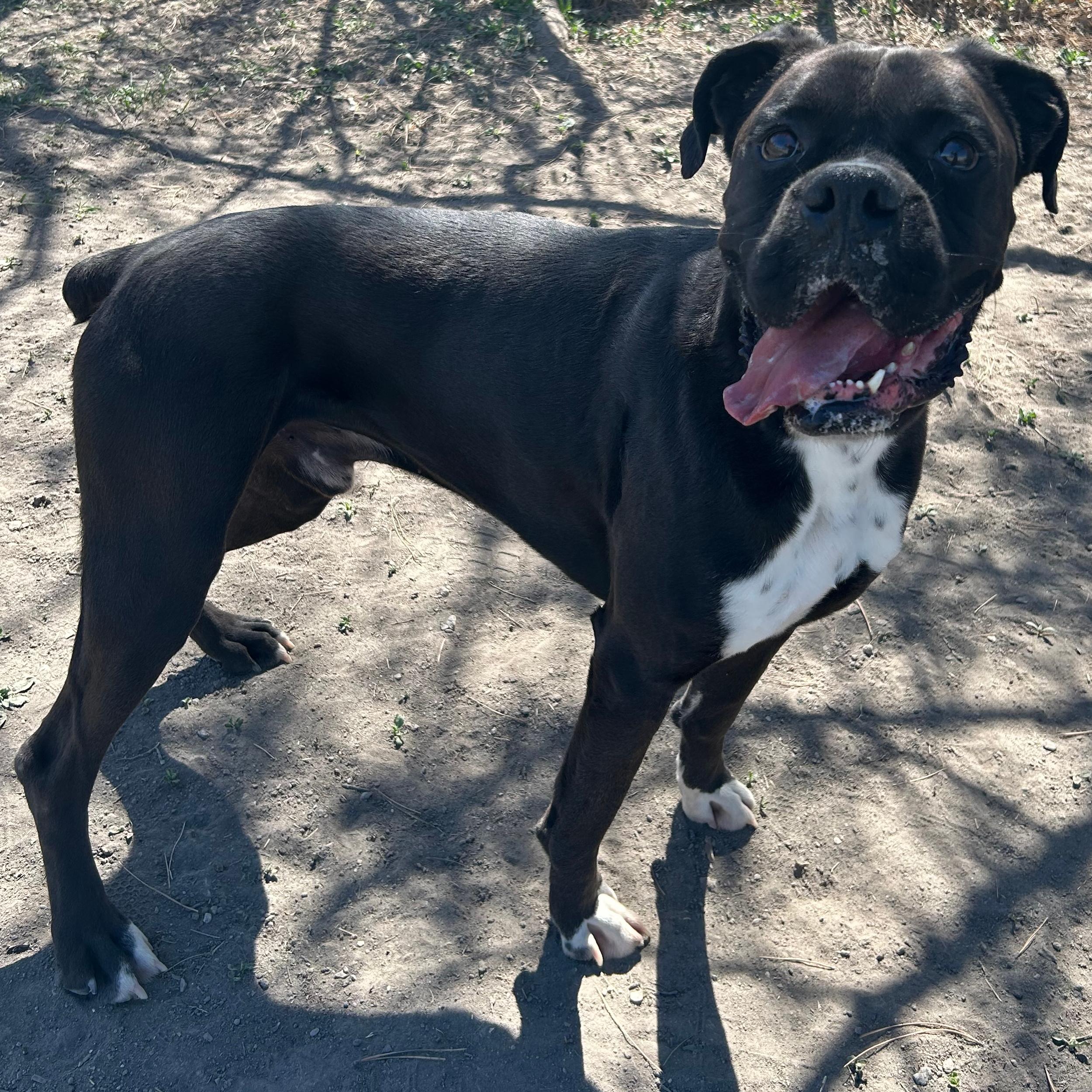 Enlarge Rocky Balboa, a ADOPTABLE Boxer in Lindon, UT image 4/5