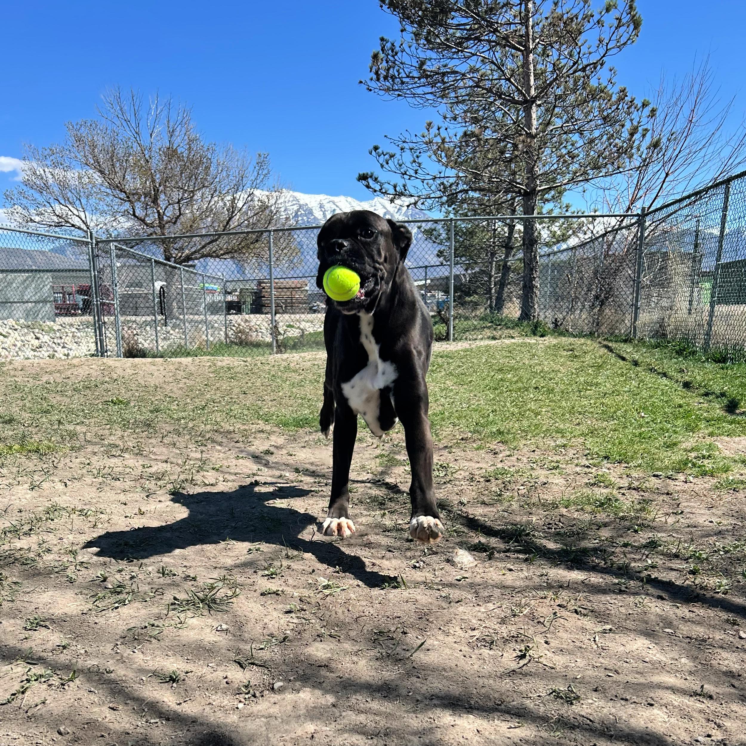 Enlarge Rocky Balboa, a ADOPTABLE Boxer in Lindon, UT image 5/5