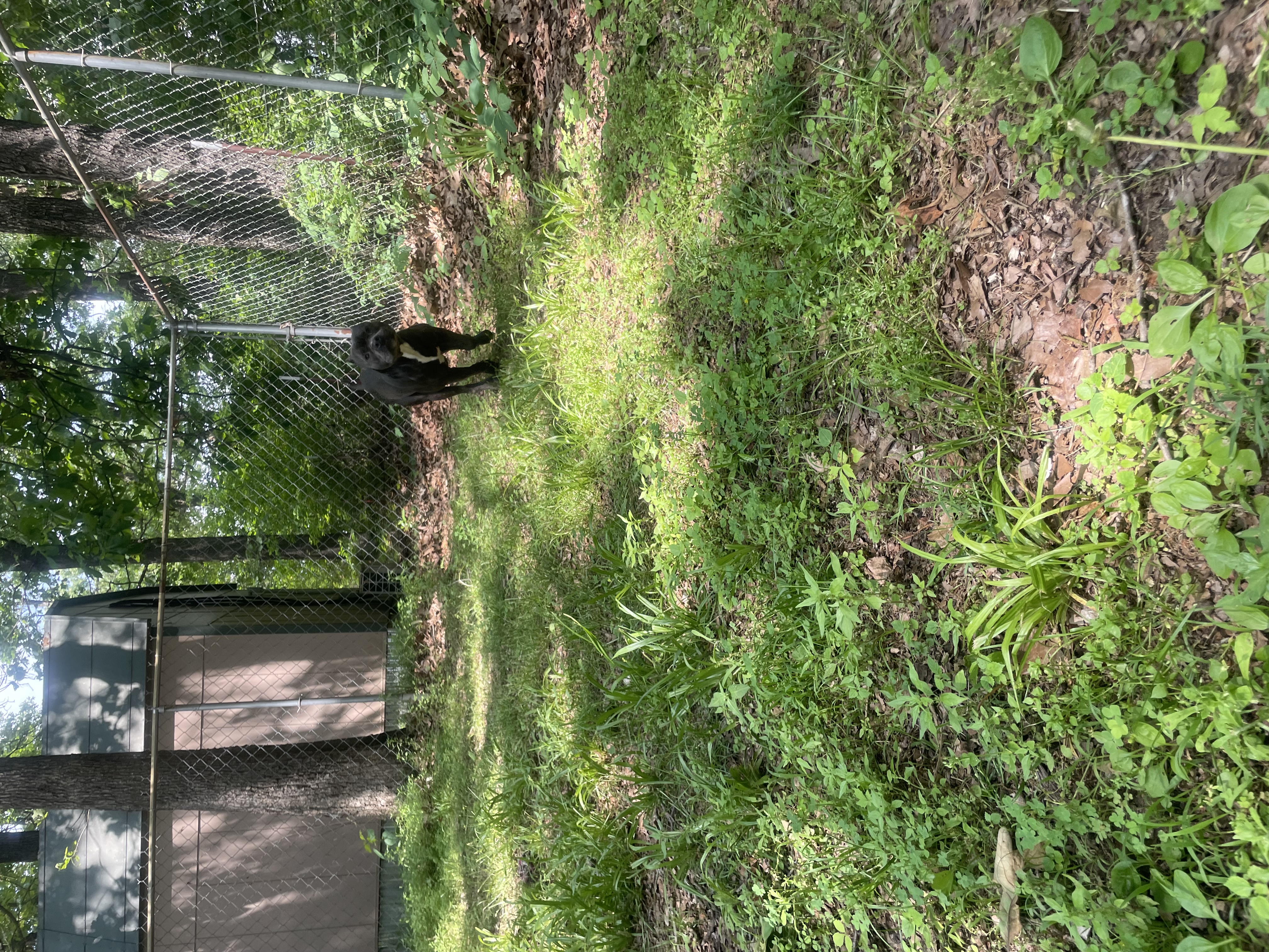 Hobi, a Adoptable mixed breed in Tahlequah, OK image 2/5