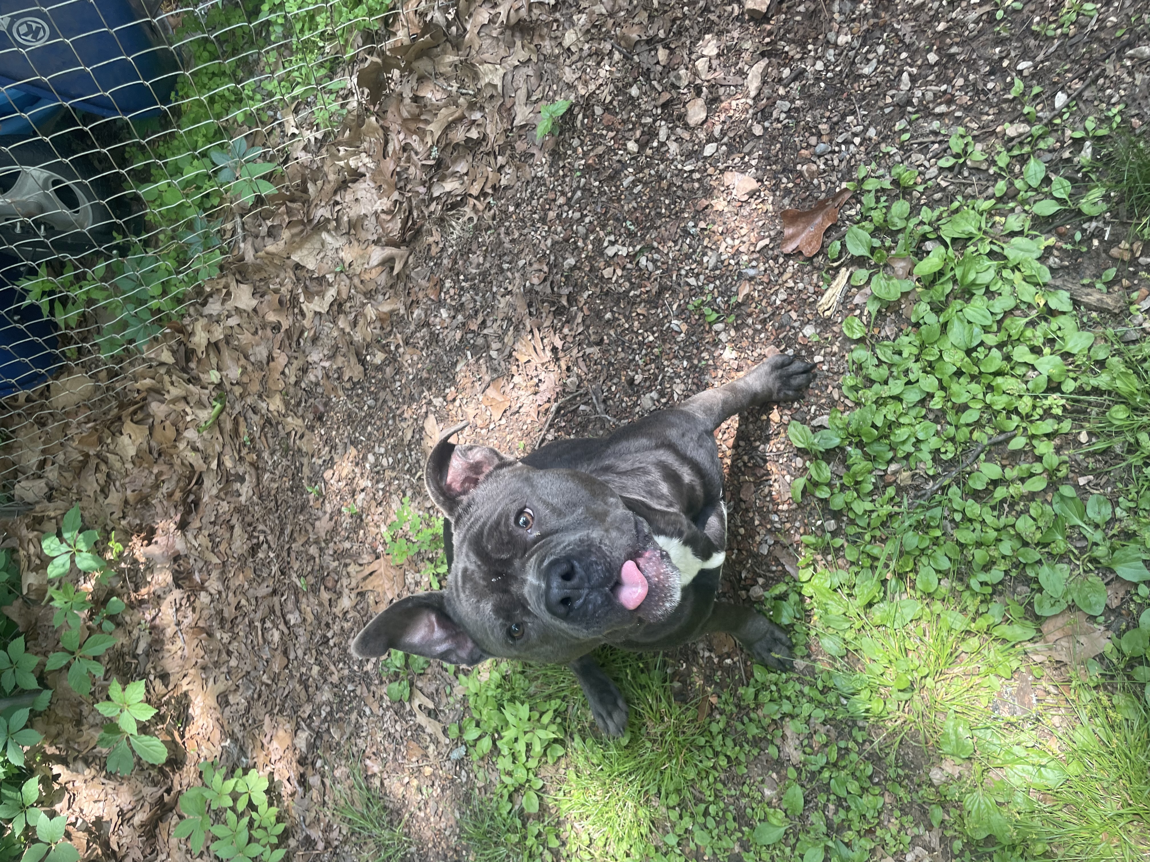 Hobi, a Adoptable mixed breed in Tahlequah, OK image 3/5