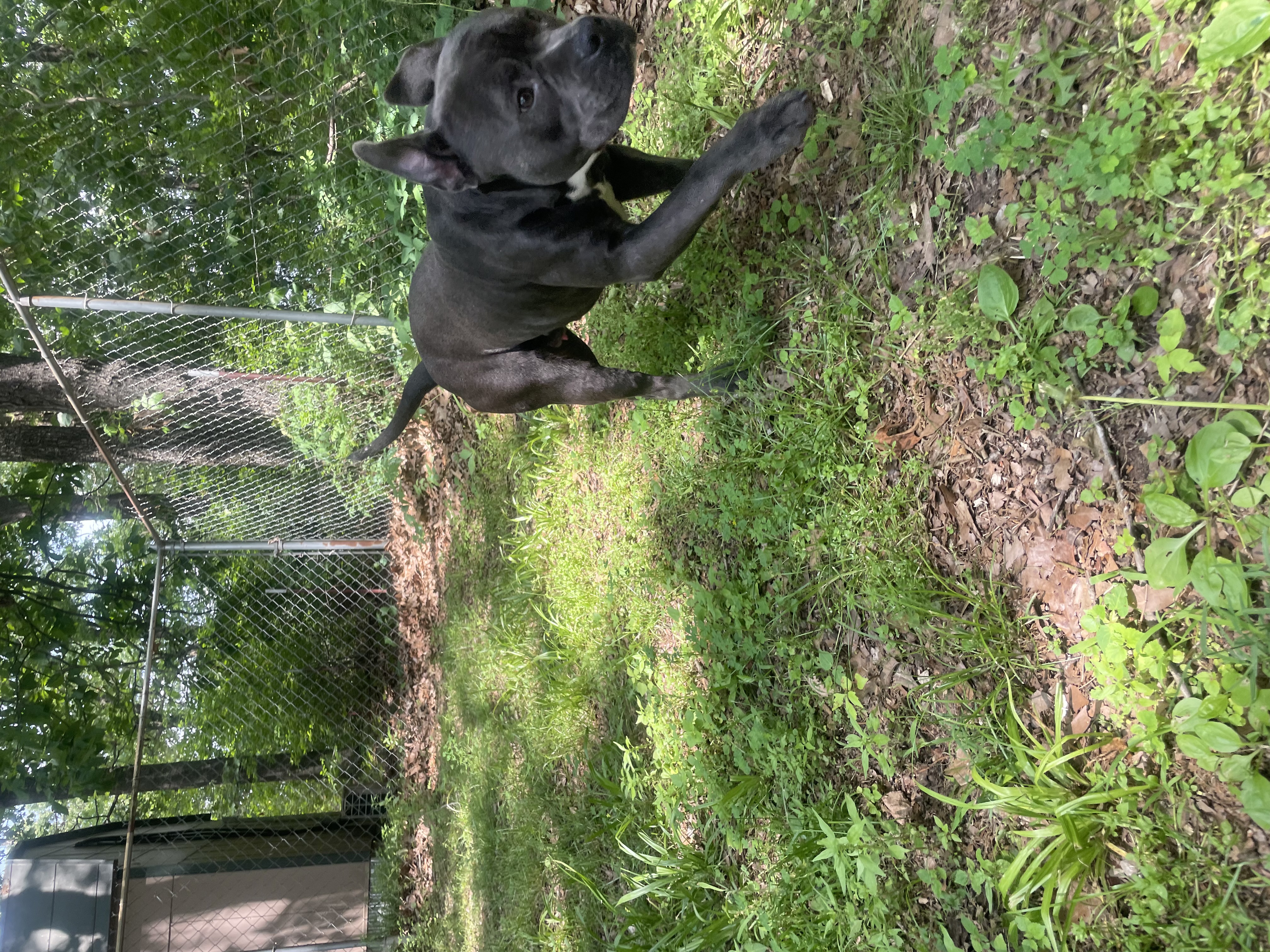 Hobi, a Adoptable mixed breed in Tahlequah, OK image 4/5