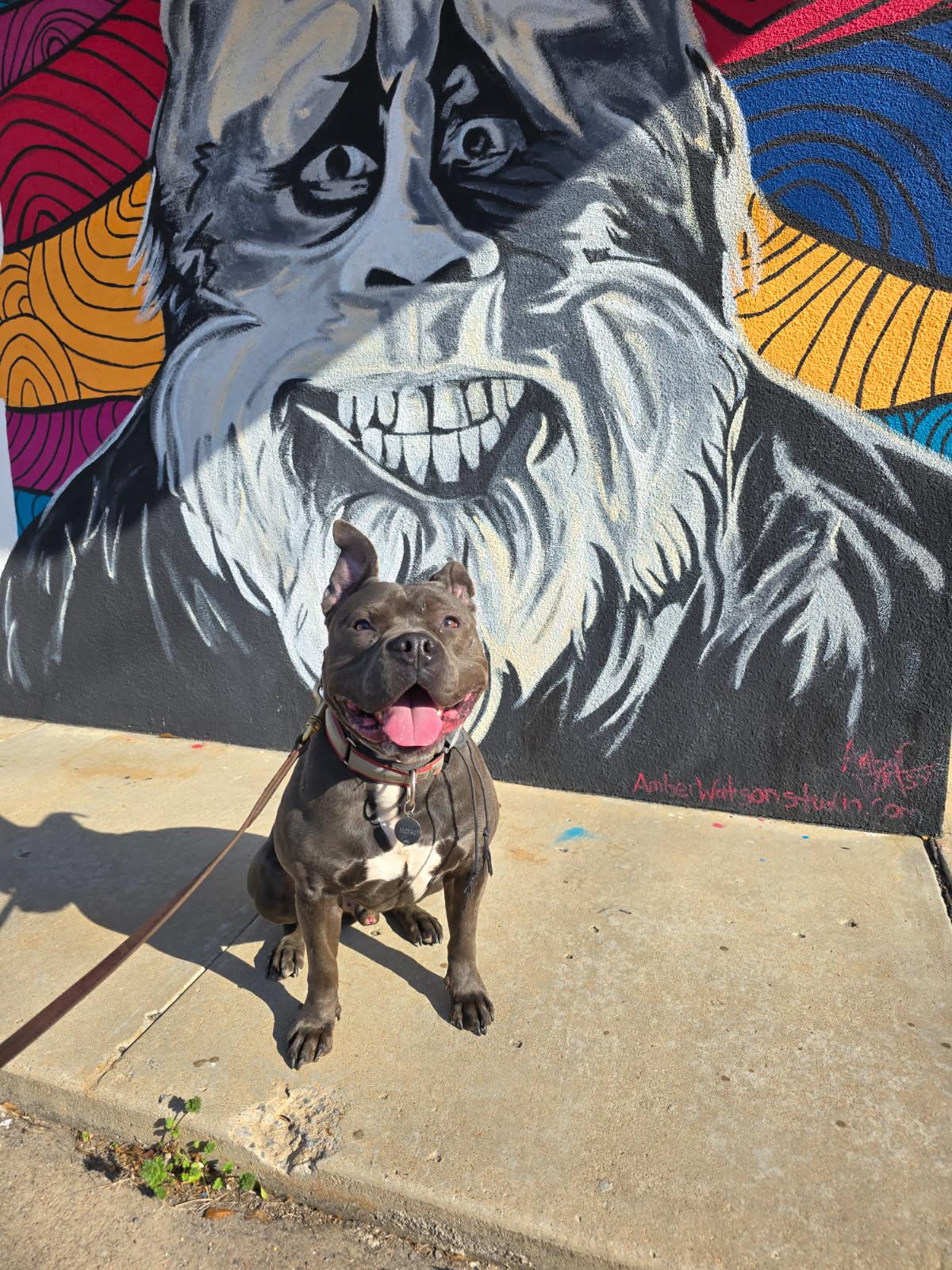 Hobi, Adoptable, Young Male Staffordshire Bull Terrier.