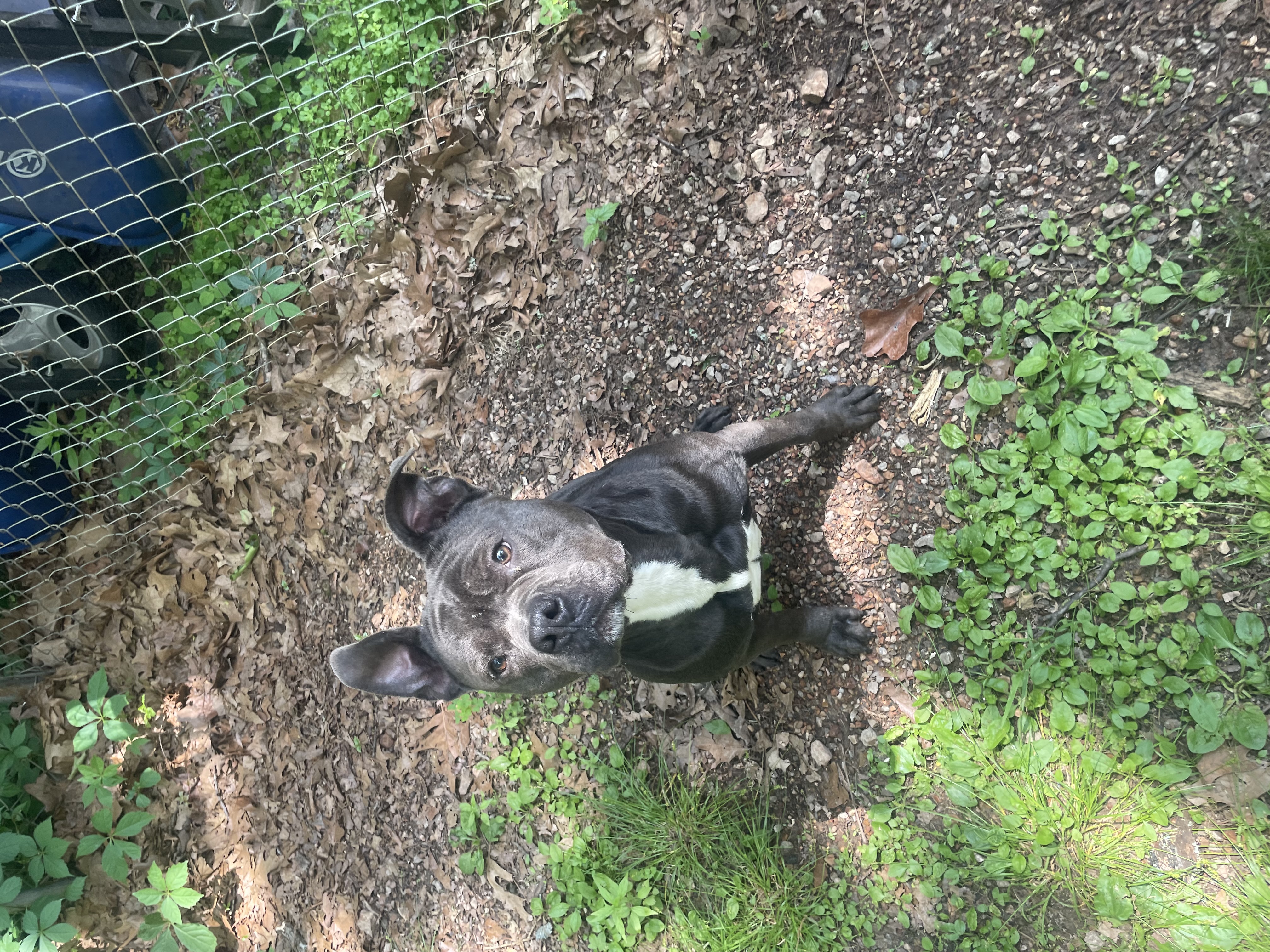 Hobi, Adoptable, Young Male Staffordshire Bull Terrier.