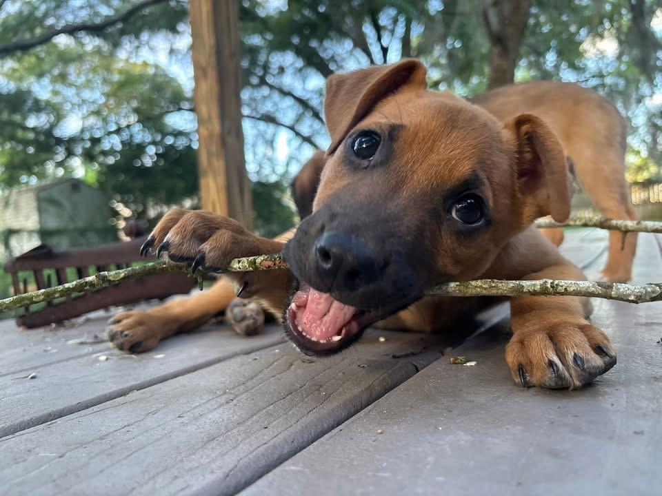 Enlarge Grasshopper, a Adoptable mixed breed in Orlando, FL image 1/6
