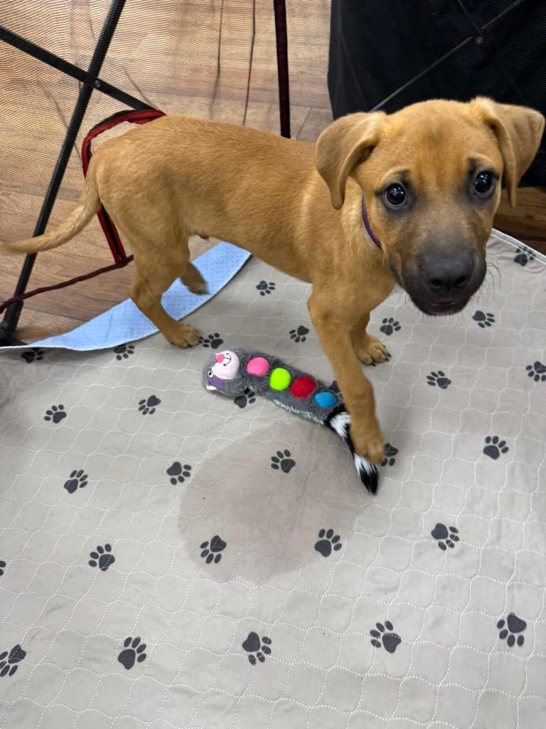 Enlarge Grasshopper, a Adoptable mixed breed in Orlando, FL image 2/6