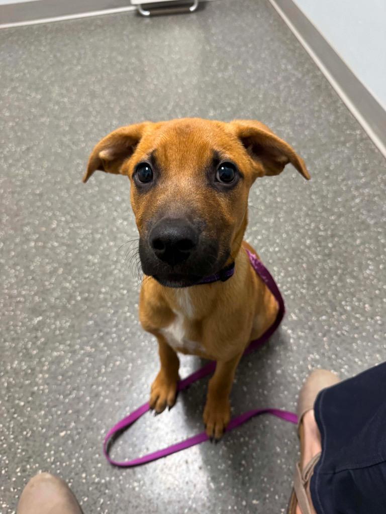 Enlarge Grasshopper, a Adoptable mixed breed in Orlando, FL image 3/6