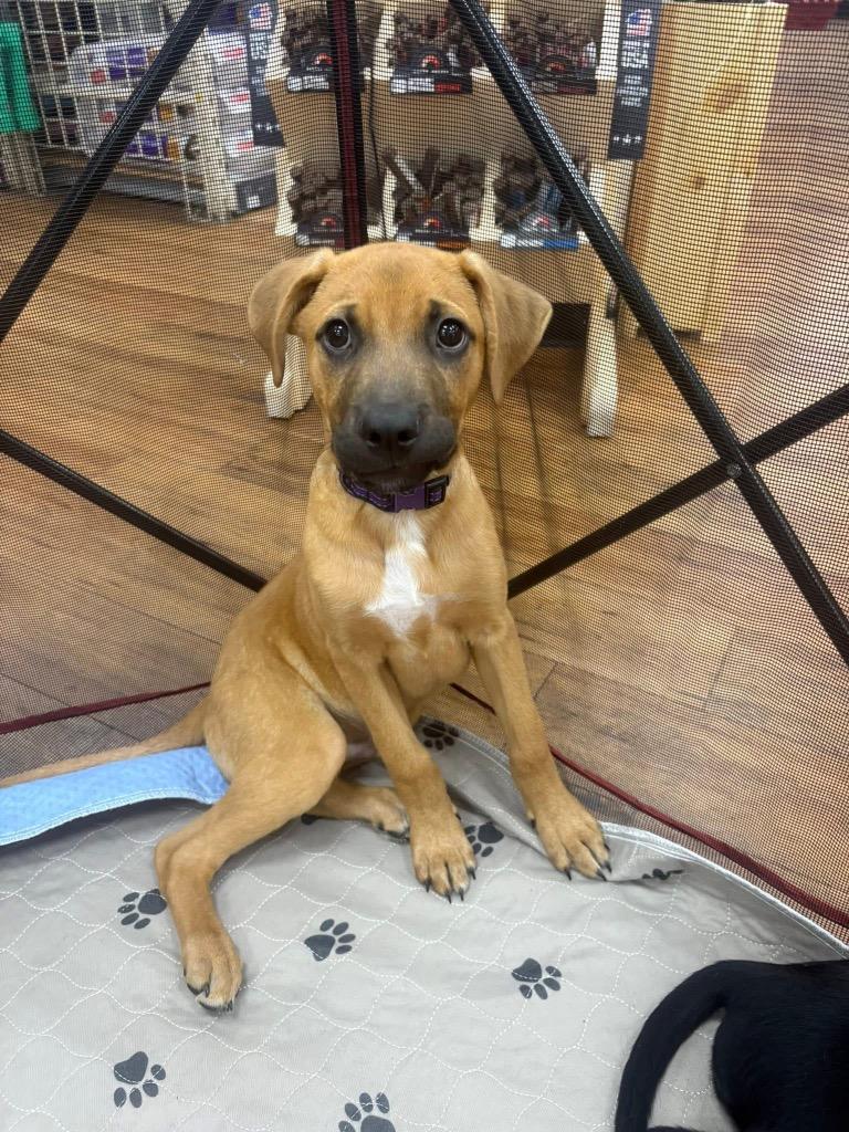 Enlarge Grasshopper, a Adoptable mixed breed in Orlando, FL image 4/6