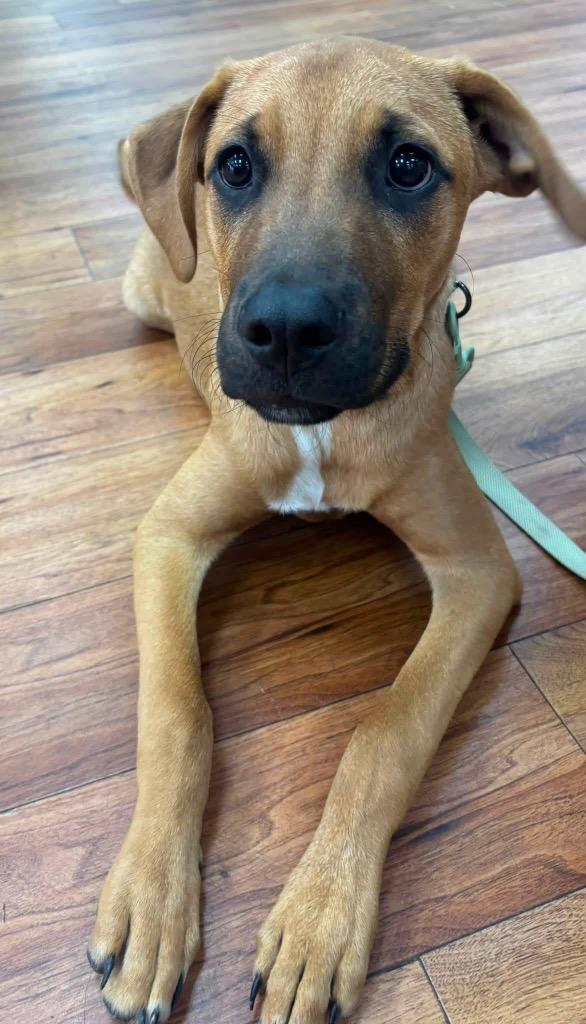 Enlarge Grasshopper, a Adoptable mixed breed in Orlando, FL image 5/6
