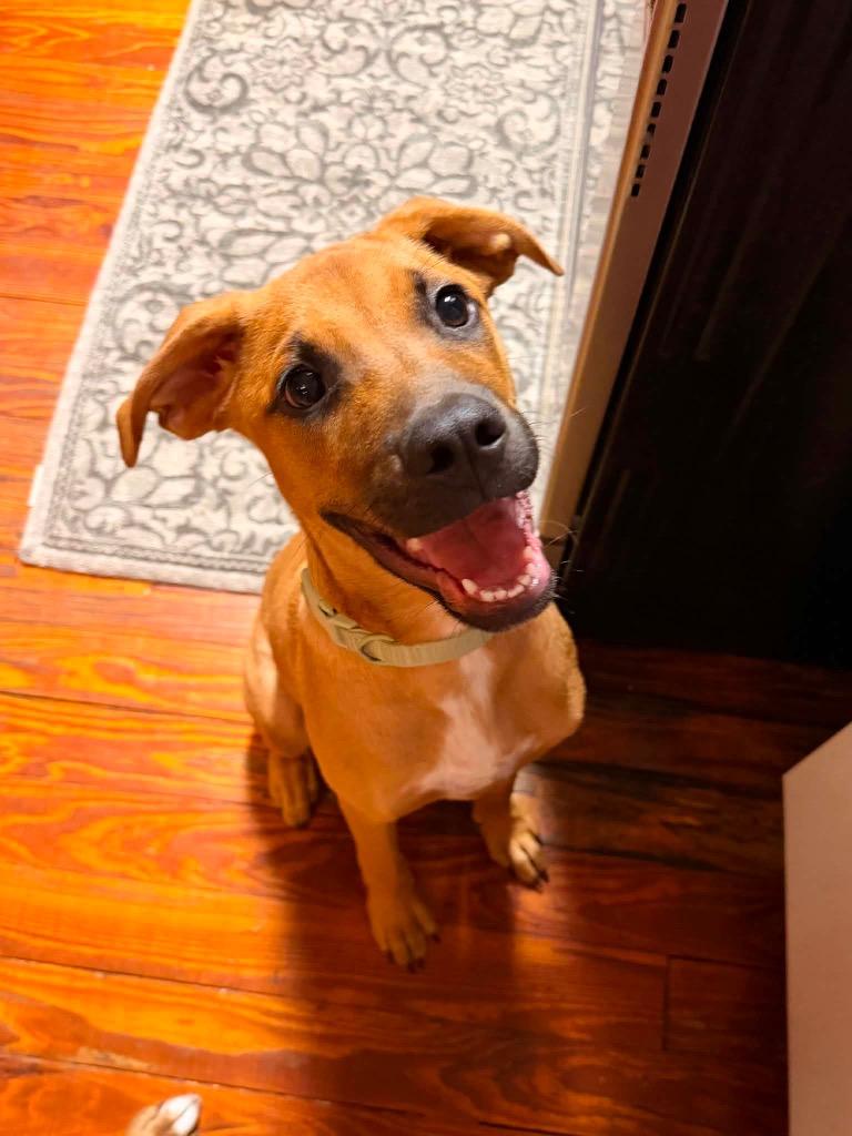 Enlarge Grasshopper, a Adoptable mixed breed in Orlando, FL image 6/6