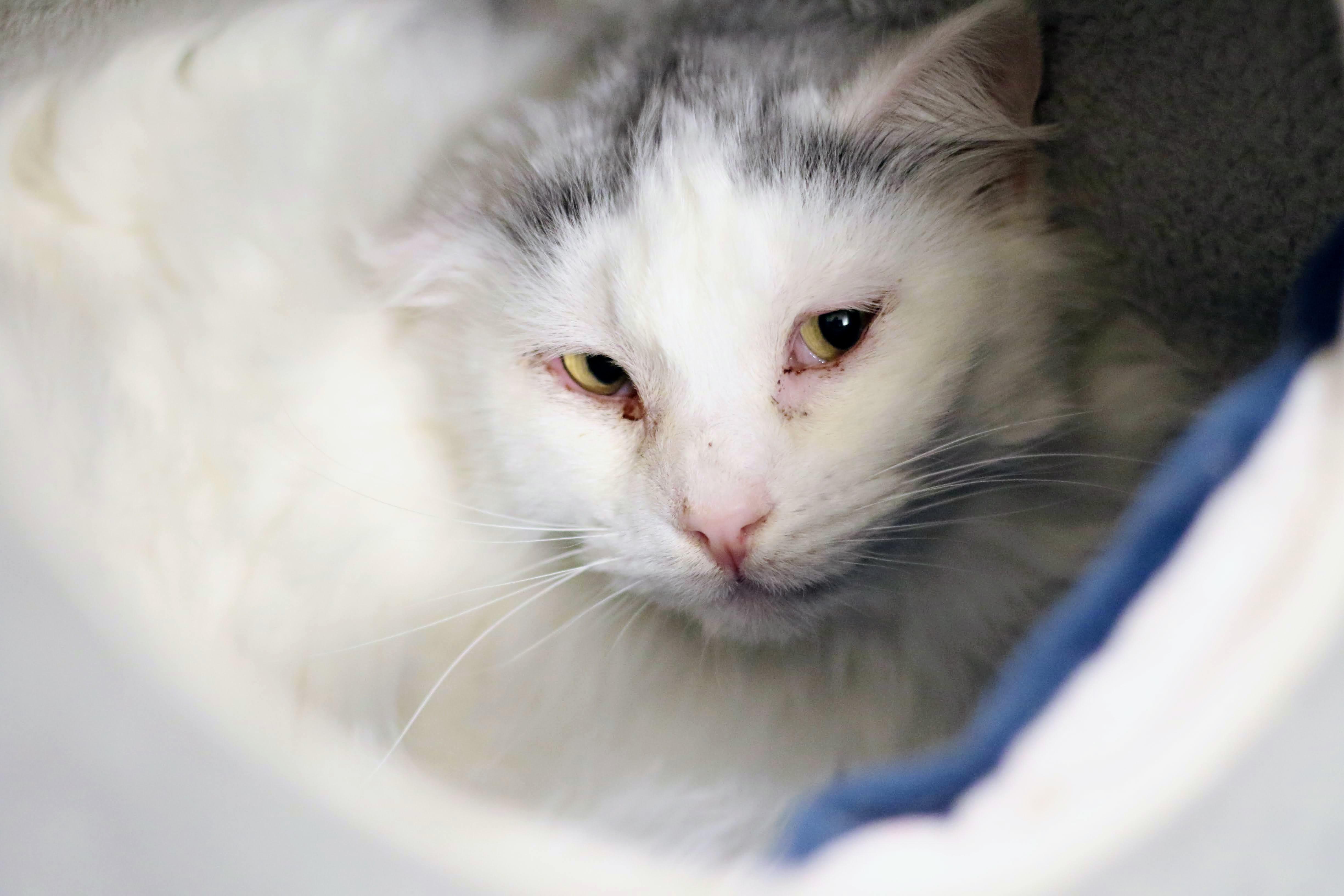 Enlarge Leon, a ADOPTABLE Domestic Long Hair in Boise, ID image 1/3