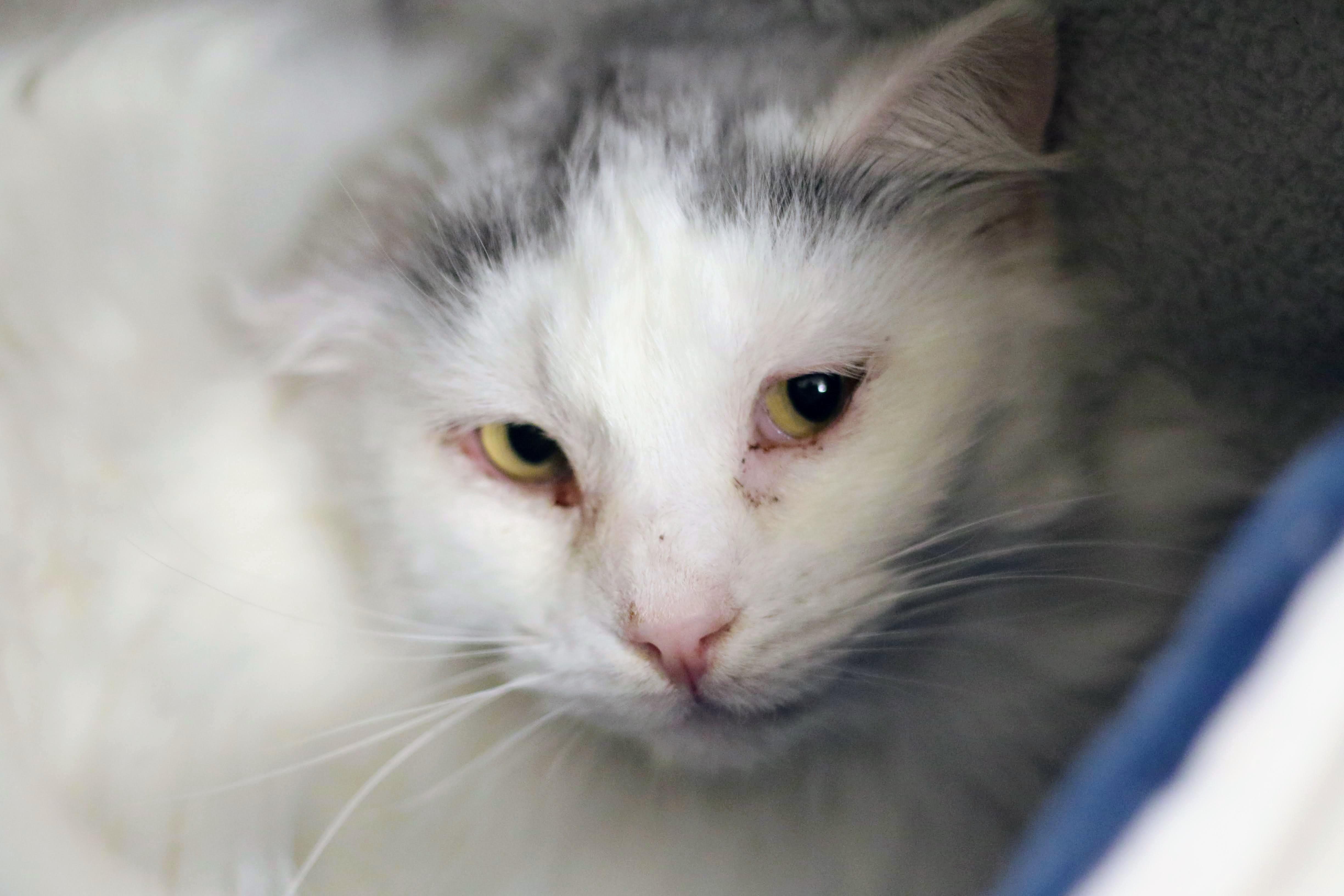 Enlarge Leon, a ADOPTABLE Domestic Long Hair in Boise, ID image 3/3