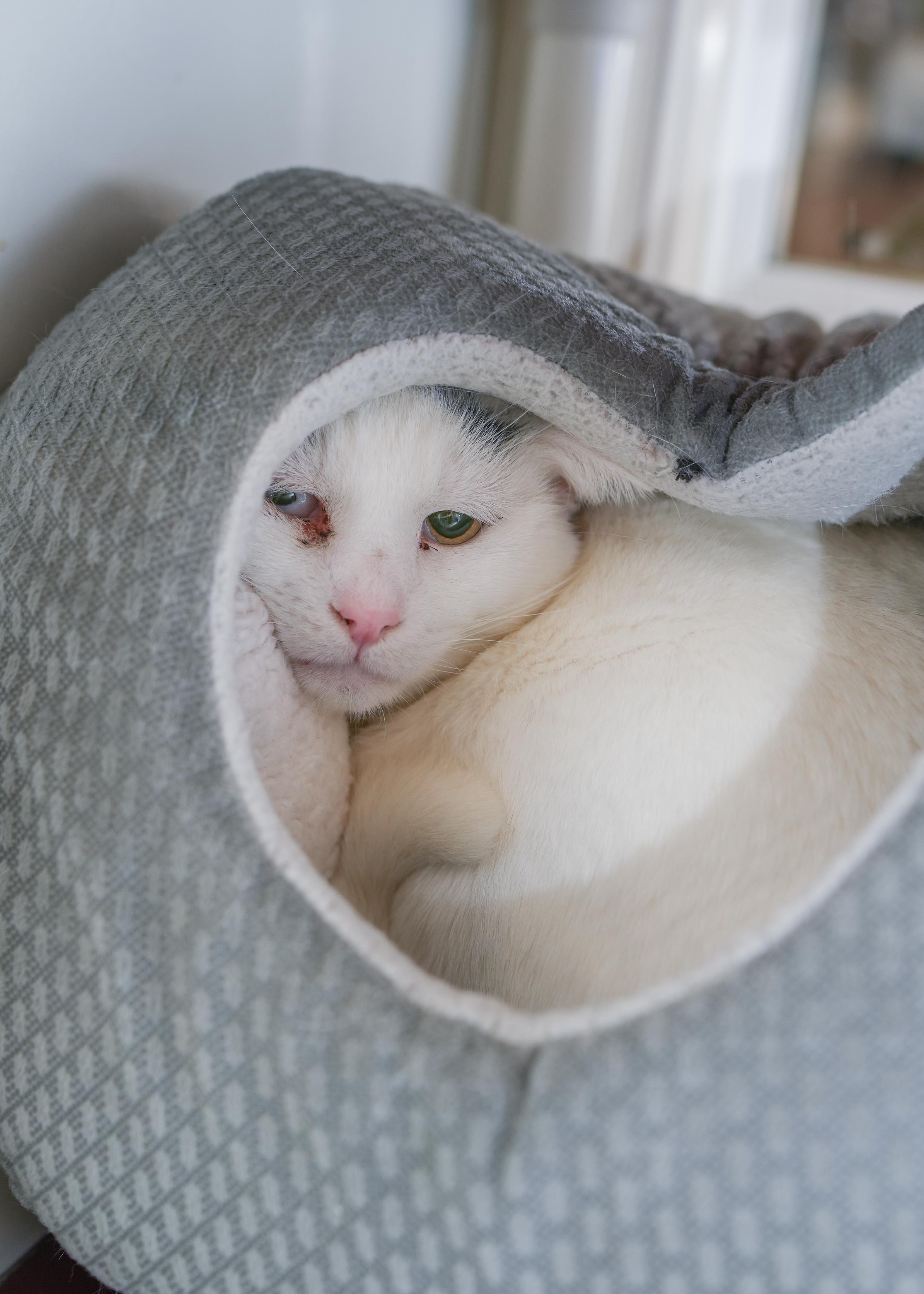 Enlarge Leon, a ADOPTABLE Domestic Long Hair in Boise, ID image 2/3