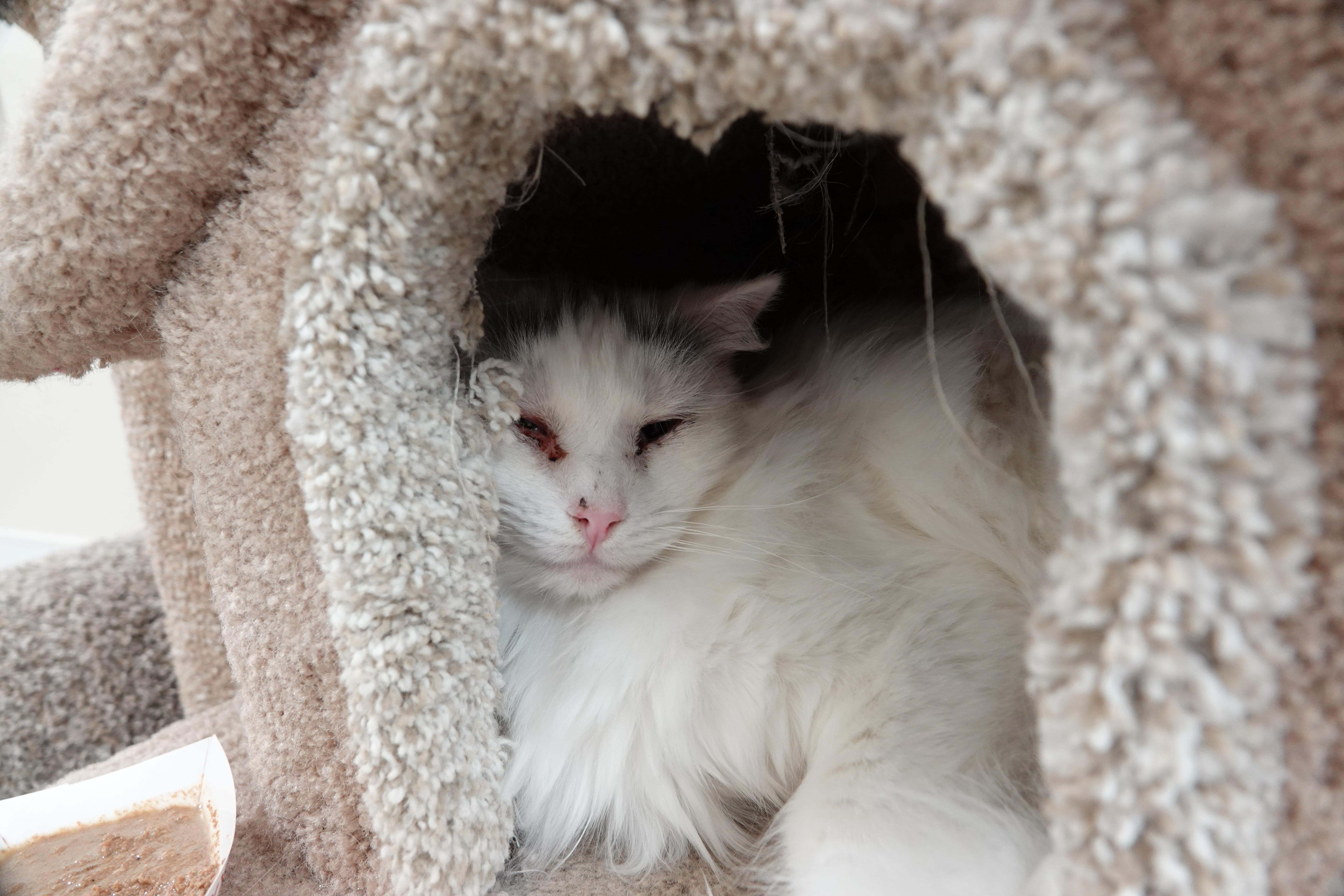 Enlarge Leon, a ADOPTABLE Domestic Long Hair in Boise, ID image 2/2