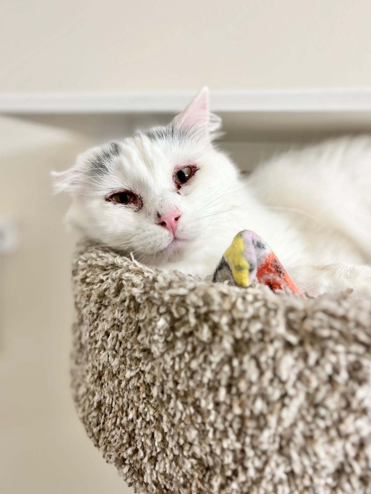 Enlarge Leon, a ADOPTABLE Domestic Long Hair in Boise, ID image 1/2