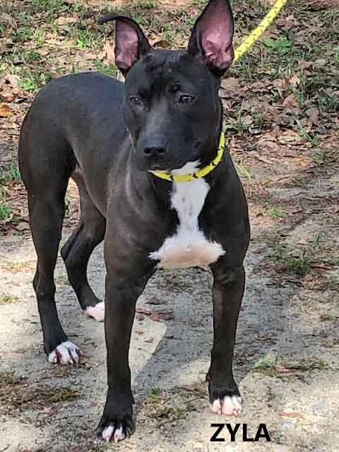 Enlarge Zyla, a ADOPTABLE mixed breed in Washington, GA image 1/3