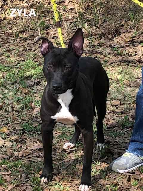 Enlarge Zyla, a ADOPTABLE mixed breed in Washington, GA image 3/3