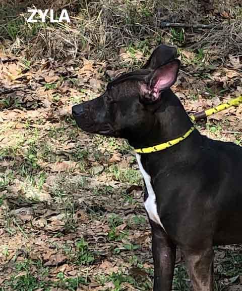 Enlarge Zyla, a ADOPTABLE mixed breed in Washington, GA image 2/3