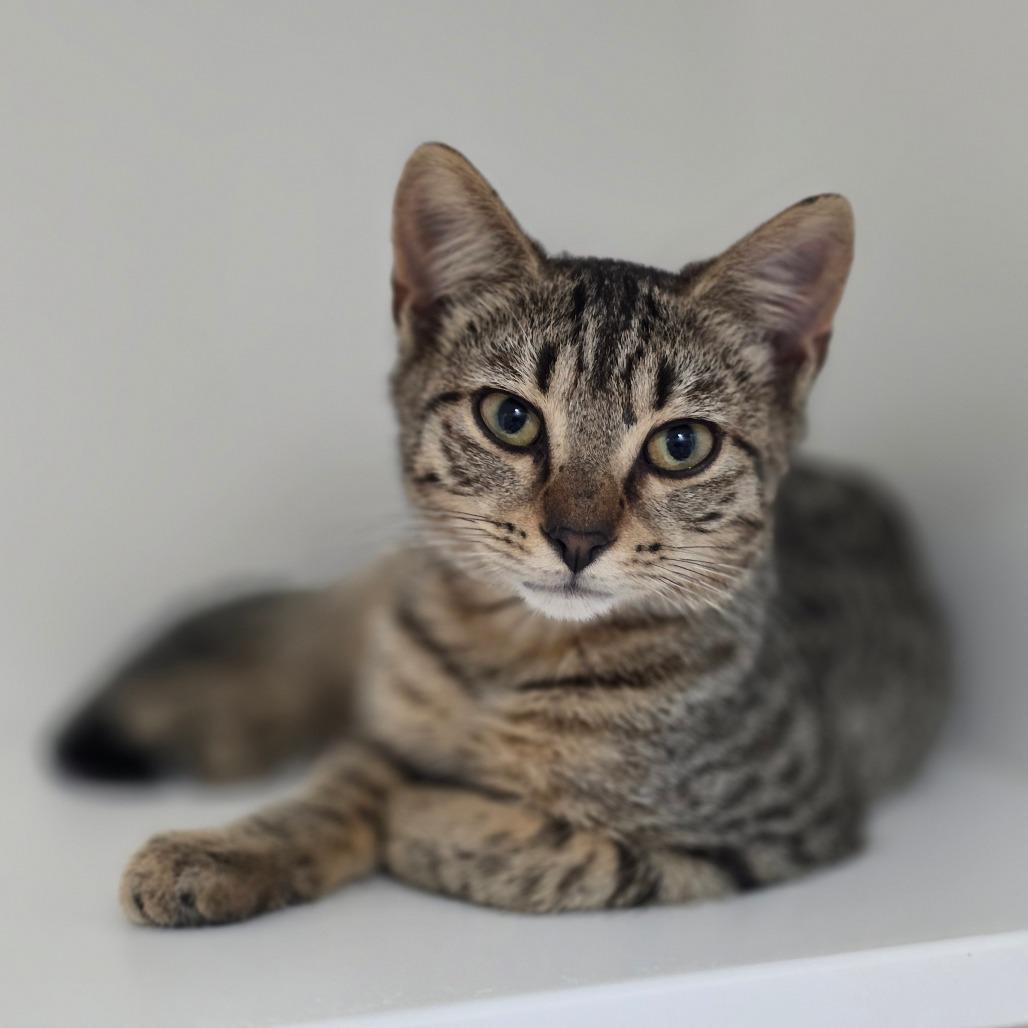 Leaf, Adoptable, Kitten Female Domestic Short Hair.
