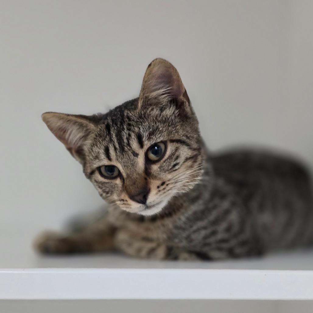 Enlarge Leaf, a Adoptable Domestic Short Hair in Elizabeth City, NC image 2/2