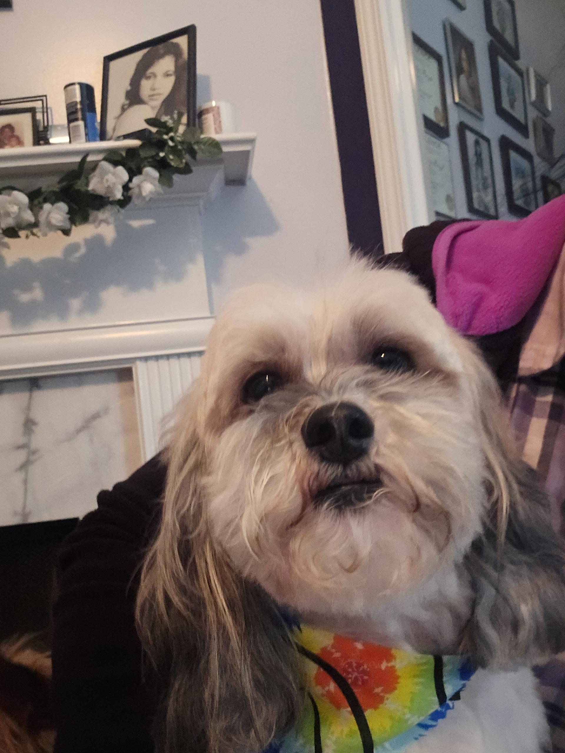 Enlarge Bentley, a ADOPTABLE mixed breed in Atlanta, GA image 2/3