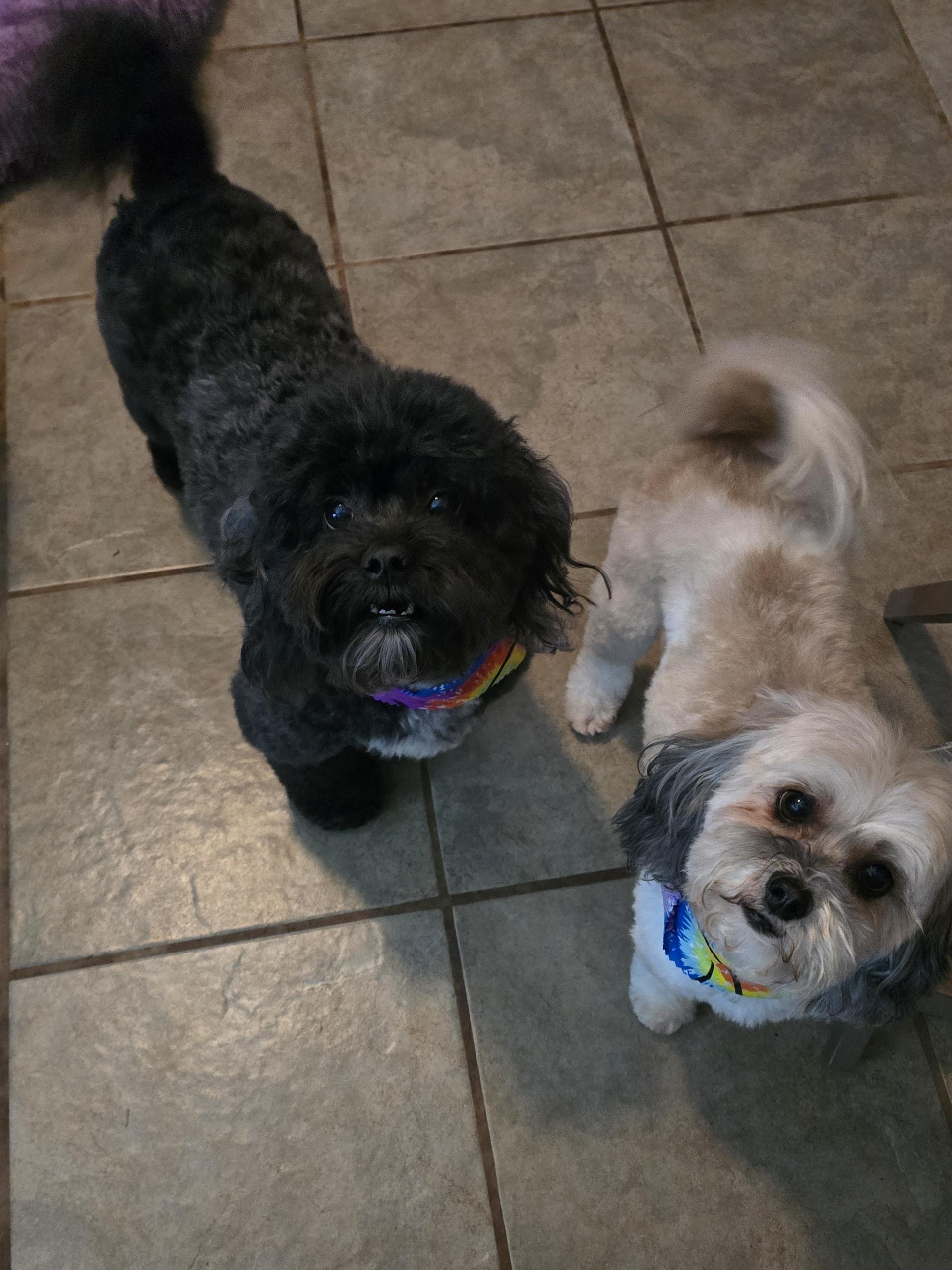 Enlarge Bentley, a ADOPTABLE mixed breed in Atlanta, GA image 3/3