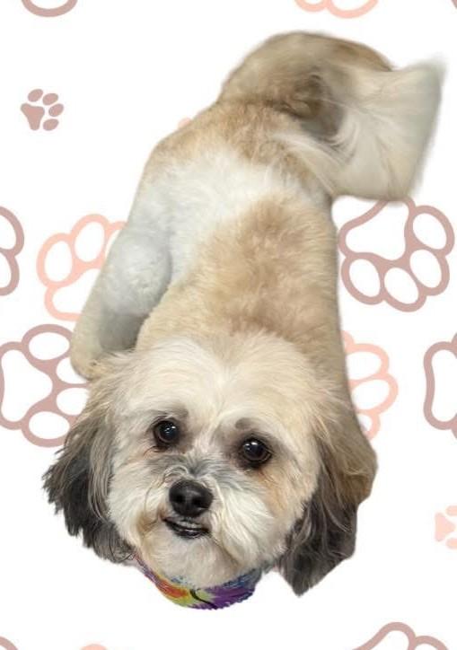 Enlarge Bentley, a ADOPTABLE mixed breed in Atlanta, GA image 1/3