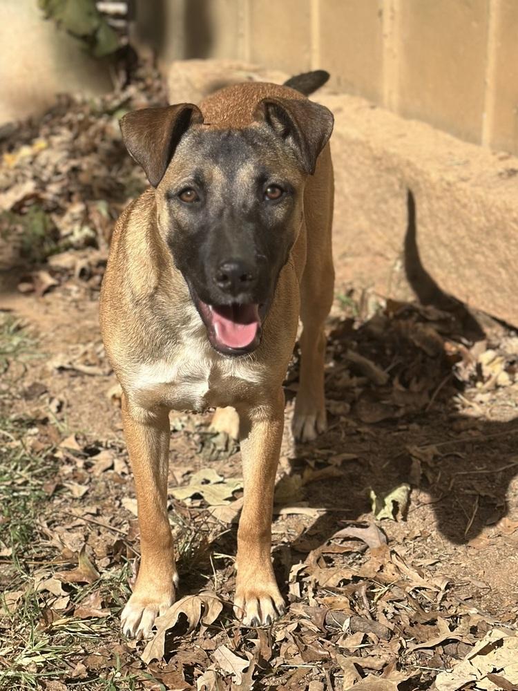 ButterNUT - PLEASE READ ALL INFORMATION, Adoptable, Puppy Female Shepherd & Terrier.