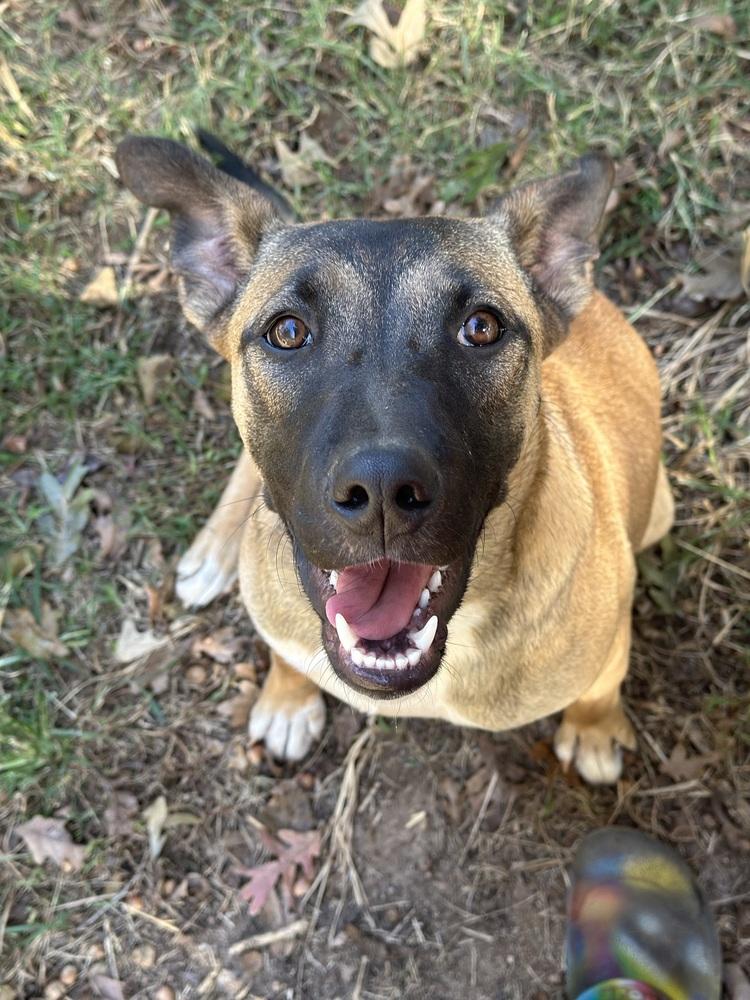 Enlarge ButterNUT - PLEASE READ ALL INFORMATION, a Adoptable mixed breed in Greenville, SC image 2/3