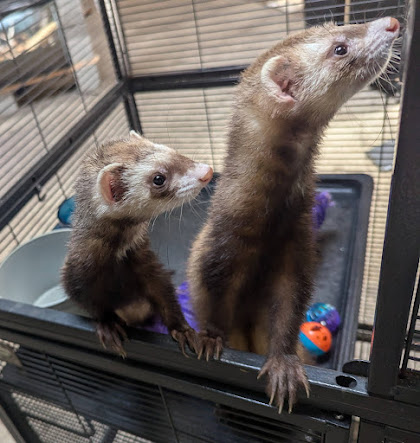 Mako and PJ, Adopted, Adult Male Ferret.