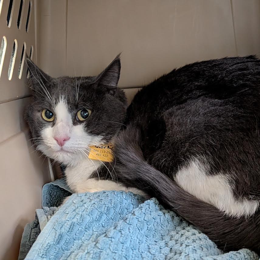 Charlie-$50, Adoptable, Adult Male Domestic Short Hair.