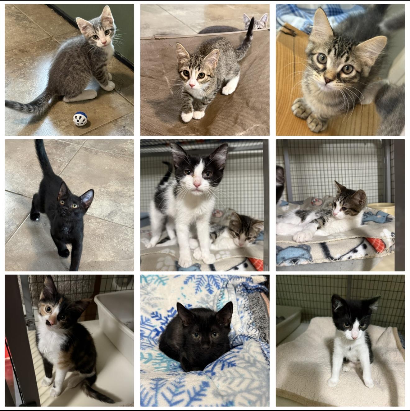 Kittens Galore