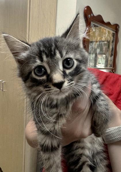Matisse, Adoptable, Kitten Male Domestic Short Hair & Domestic Short Hair.