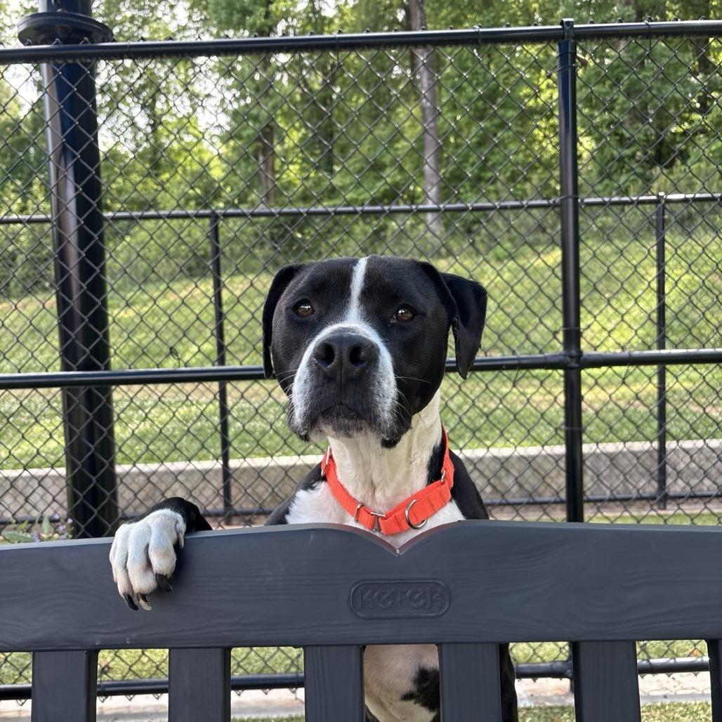 Tessa, a Adoptable Pit Bull Terrier in Greensboro, NC image 1/6