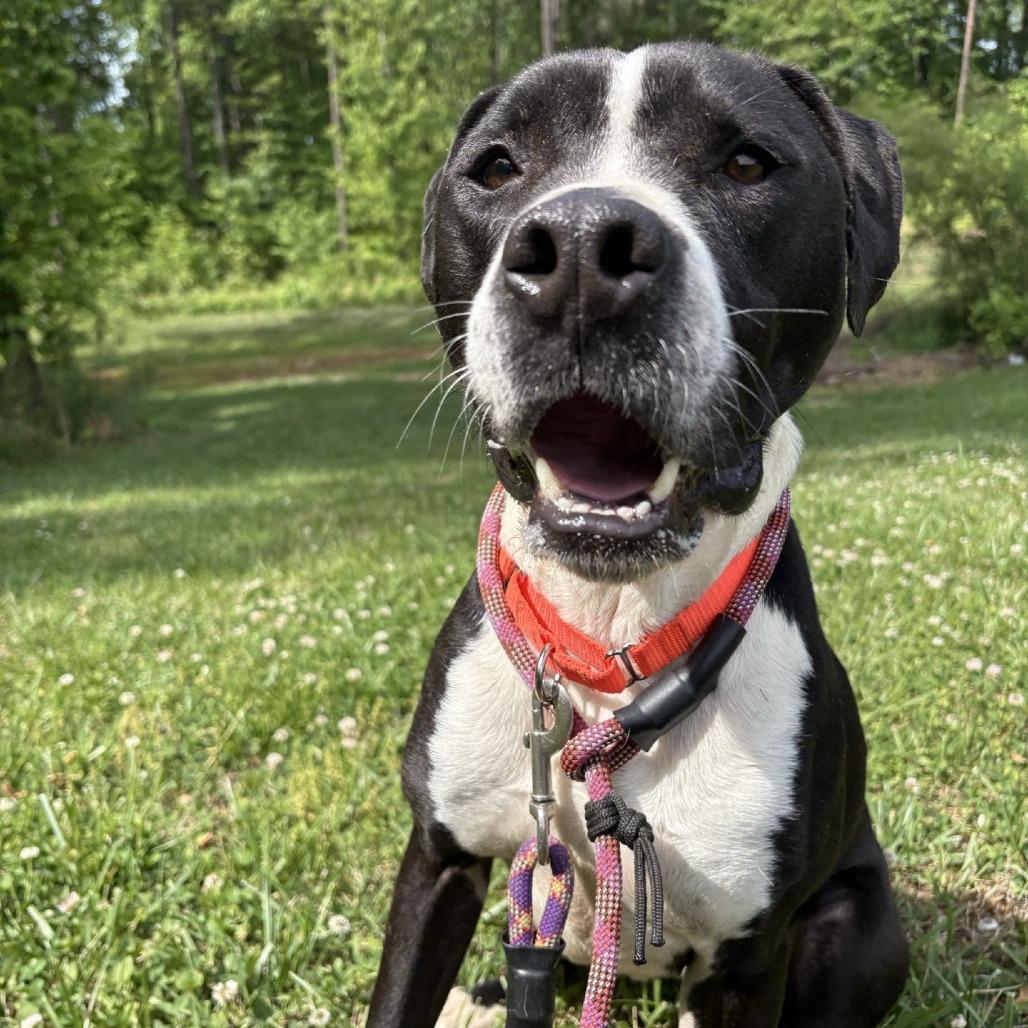 Tessa, a Adoptable Pit Bull Terrier in Greensboro, NC image 2/6