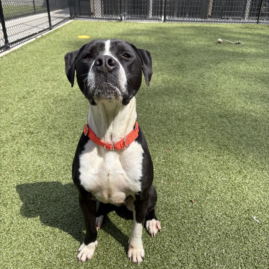 Tessa, a Adoptable Pit Bull Terrier in Greensboro, NC image 3/6