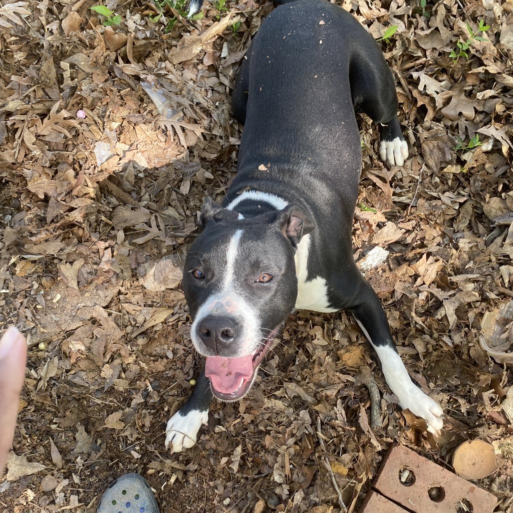 Tessa, a Adoptable Pit Bull Terrier in Greensboro, NC image 4/6