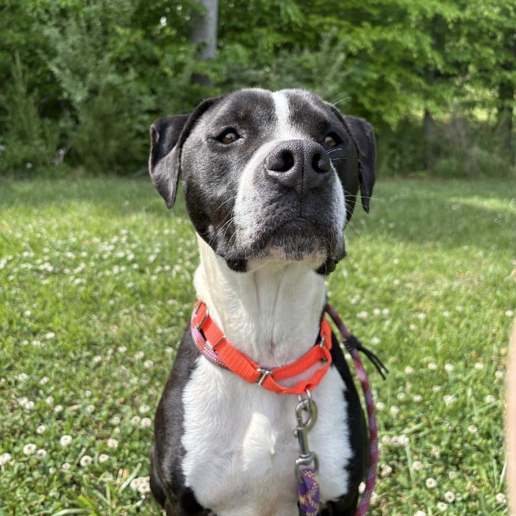 Tessa, a Adoptable Pit Bull Terrier in Greensboro, NC image 6/6