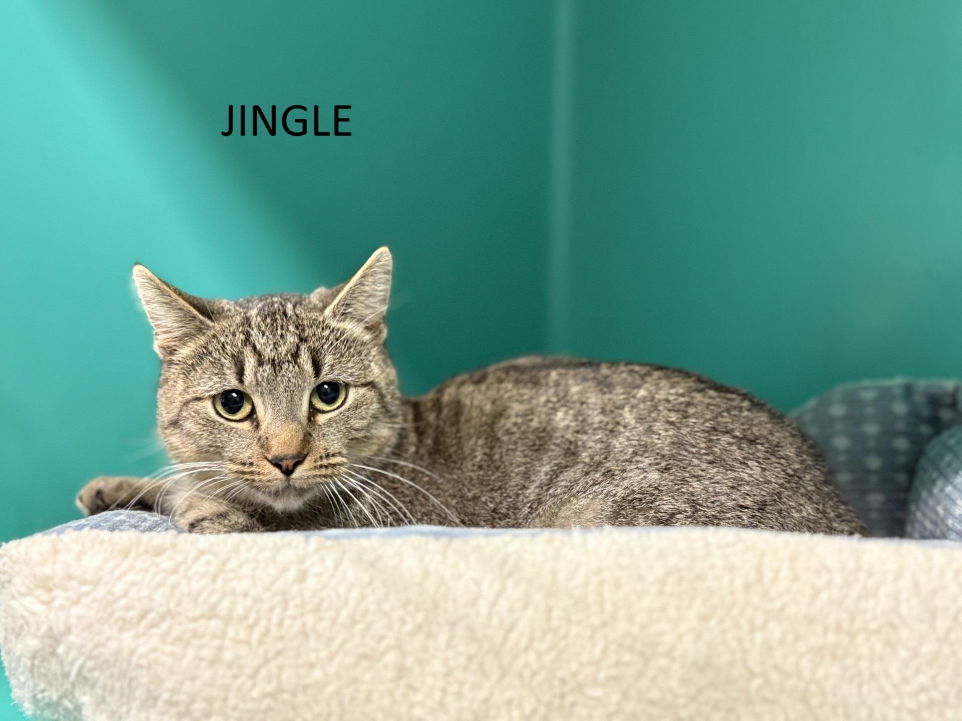 Jingle, ADOPTABLE, Adult Female Domestic Short Hair.