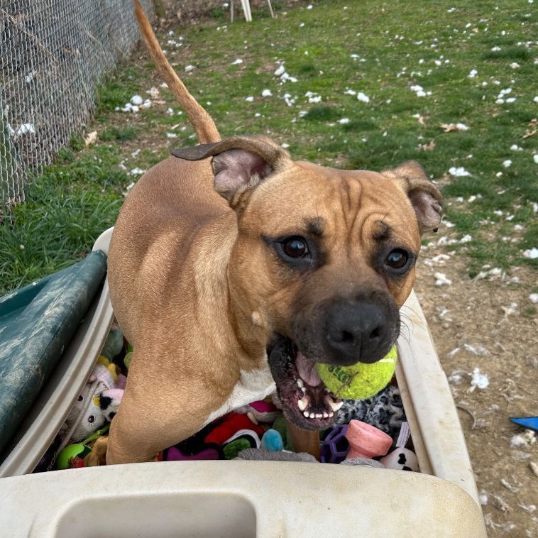 Tyson photo 1
