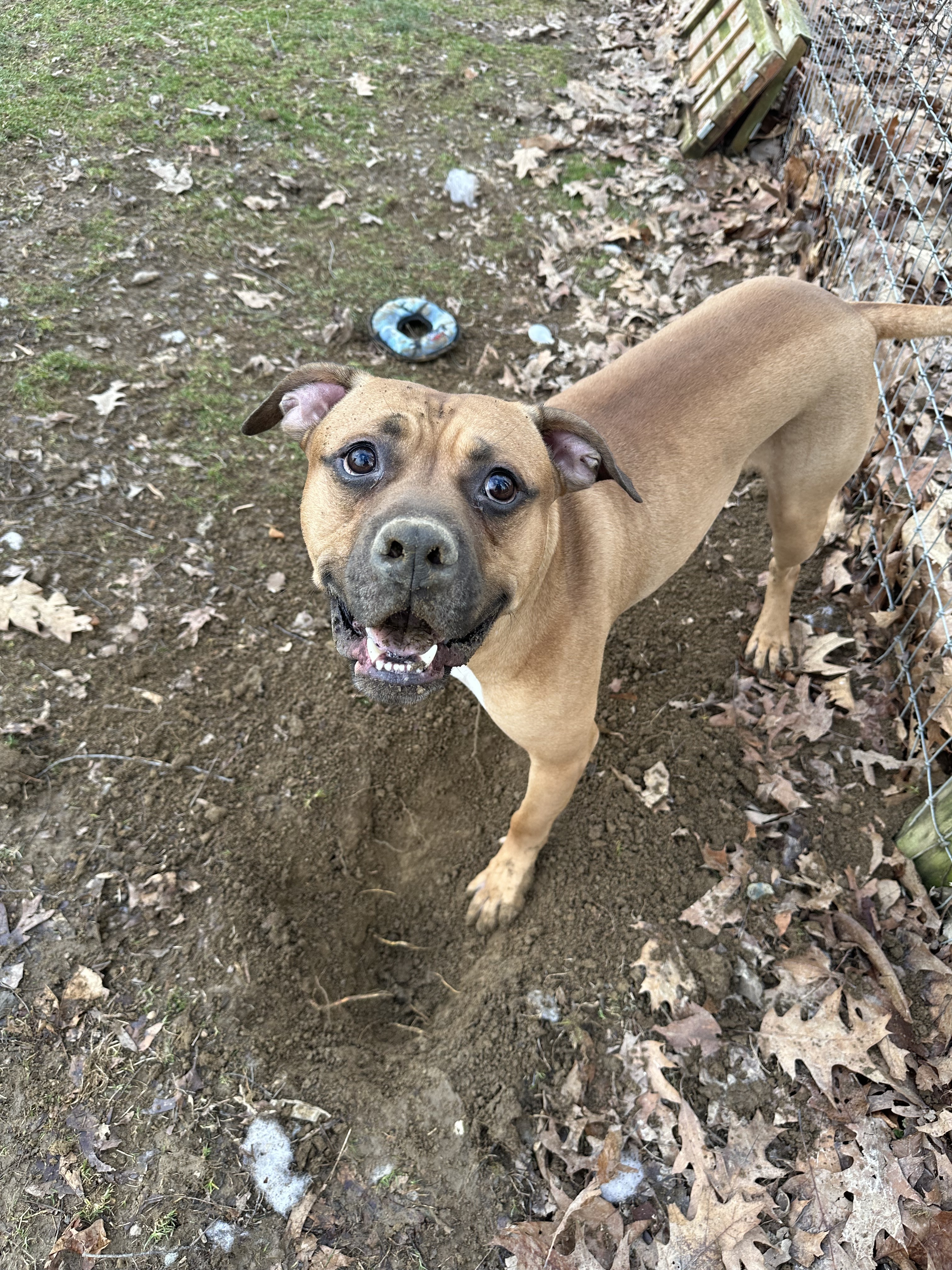 Tyson photo 4