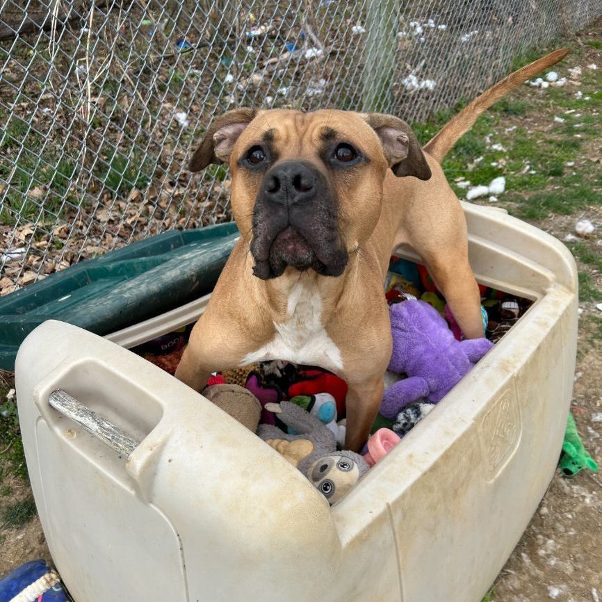 Tyson photo 5